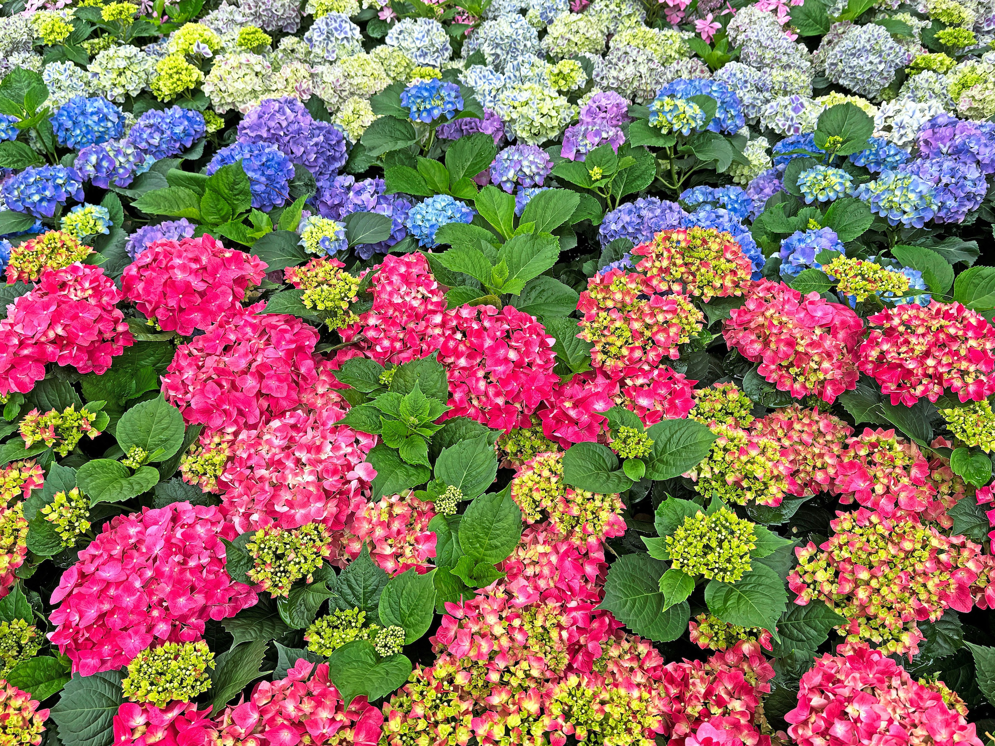 Hieperdepiep voor de hortensia!